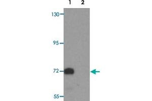 Western blot analysis of TYW4 in rat brain tissue lysate with LCMT2 polyclonal antibody  at 1 ug/mL. (LCMT2 抗体  (N-Term))