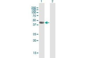 Western Blot analysis of F7 expression in transfected 293T cell line by F7 MaxPab polyclonal antibody. (Factor VII 抗体  (AA 1-444))