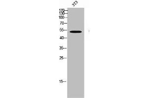 Western Blot analysis of 3T3 cells using MKP-5 Polyclonal Antibody