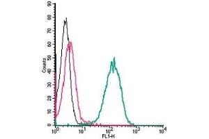 Cell surface detection of 5HT1B Receptor by indirect flow cytometry in live intact human THP-1 monocytic leukemia cells:  (black line) Cells. (5HT1B Receptor 抗体  (Extracellular, N-Term))