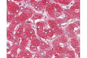 Anti-ORM1 / Orosomucoid antibody IHC of human liver. (ORM1 抗体)