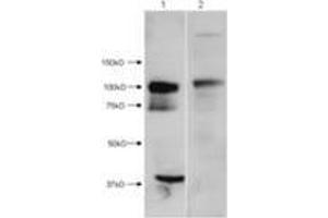 Western Blot of Rabbit anti-HDAC7 antibody. (HDAC7 抗体  (N-Term))
