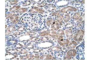IFI44L antibody was used for immunohistochemistry at a concentration of 4-8 ug/ml to stain Epithelial cells of renal tubule (arrows) in Human Kidney. (IFI44L 抗体  (N-Term))
