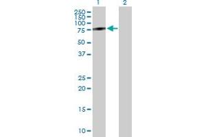 Western Blot analysis of IDS expression in transfected 293T cell line by IDS MaxPab polyclonal antibody. (IDS 抗体  (AA 1-550))
