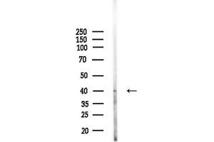 anti-N-Terminal EF-Hand Calcium Binding Protein 3 (NECAB3) (Internal Region) antibody