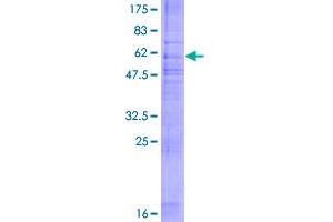 GPER Protein (AA 1-375) (GST tag)
