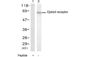 Image no. 1 for anti-Opioid Receptor (Ser375) antibody (ABIN319349) (Opioid Receptor (Ser375) 抗体)