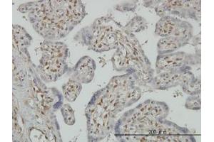 Image no. 1 for anti-3'-phosphoadenosine 5'-phosphosulfate Synthase 2 (PAPSS2) (AA 513-613) antibody (ABIN598592) (PAPSS2 抗体  (AA 513-613))