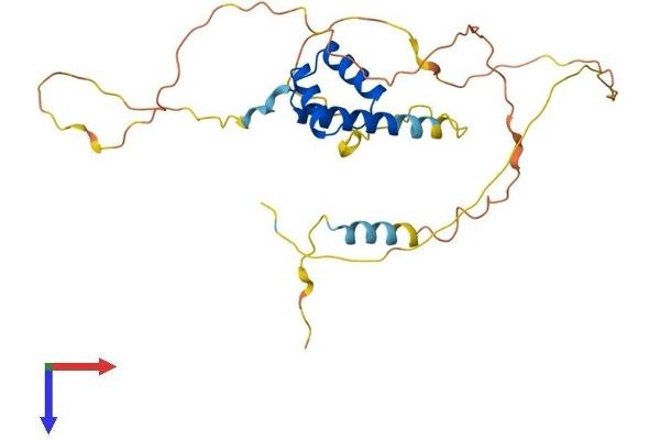 NKX2-6 Protein (AA 1-289) (His tag)