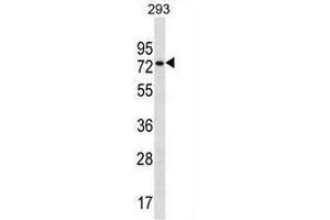 CCDC55 Antibody (N-term) western blot analysis in 293 cell line lysates (35µg/lane).