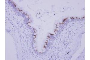 Image no. 1 for anti-Family with Sequence Similarity 164, Member A (FAM164A) (AA 61-261) antibody (ABIN1498203) (FAM164A 抗体  (AA 61-261))