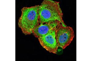 Immunofluorescence analysis of SMMC-7721 cells using TNFSF13B mouse mAb (green).