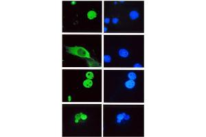Immunofluorescence (IF) image for anti-Lymphoid Enhancer-Binding Factor 1 (LEF1) (HMG Binding Domain) antibody (ABIN264380) (LEF1 抗体  (HMG Binding Domain))