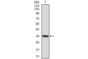 Western blot analysis using ANXA1 mAb against human ANXA1 recombinant protein. (Annexin a1 抗体  (AA 144-248))