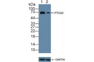 anti-Cytochrome C Oxidase Subunit II (COX2) (AA 187-425) antibody