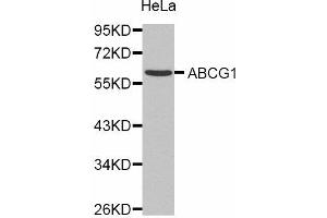 Western Blotting (WB) image for anti-ATP-Binding Cassette, Sub-Family G (WHITE), Member 1 (ABCG1) antibody (ABIN1870730) (ABCG1 抗体)