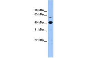 Image no. 1 for anti-Zinc Finger Protein 883 (ZNF883) (N-Term) antibody (ABIN6743576)