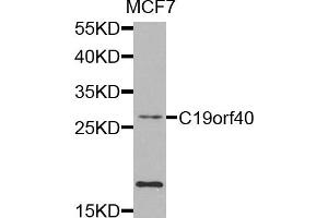 Western blot analysis of extracts of MCF7 cells, using C19orf40 antibody. (FAAP24 抗体)