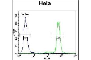 PK3 Antibody (N-term) (ABIN391719 and ABIN2841609) flow cytometric analysis of Hela cells (right histogram) compared to a negative control cell (left histogram). (ERK1 抗体  (N-Term))