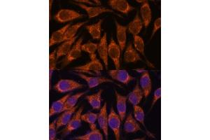 Immunofluorescence (IF) image for anti-Sema Domain, Immunoglobulin Domain (Ig), Short Basic Domain, Secreted, (Semaphorin) 3C (SEMA3C) (AA 21-330) antibody (ABIN7270198)