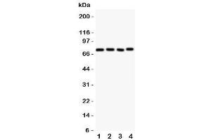 Western Blotting (WB) image for anti-Nuclear Receptor Subfamily 4, Group A, Member 3 (NR4A3) (AA 612-631) antibody (ABIN3032066)