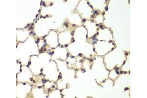 Immunohistochemistry of paraffin-embedded Mouse lung using USF1 Polyclonal Antibody at dilution of 1:200 (40x lens). (USF1 抗体)