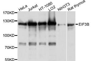 Western blot analysis of extract of various cells, using EIF3B antibody. (EIF3B 抗体)