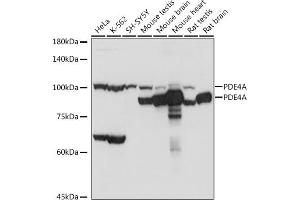 Western blot analysis of extracts of various cell lines, using PDE4A antibody (ABIN7269302) at 1:1000 dilution.