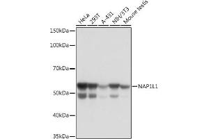 Western blot analysis of extracts of various cell lines, using NL1 Rabbit mAb (ABIN7269060) at 1:1000 dilution. (NAP1L1 抗体)
