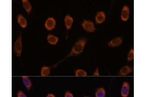 Immunofluorescence analysis of L929 cells using CCT6B Polyclonal Antibody at dilution of 1:100. (CCT6B 抗体)
