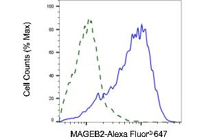 Validation of MAGEB2 knockdown using flow cytometry.