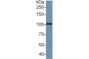 Western Blot; Sample: Human PANC1 cell lysate; Primary Ab: 1µg/ml Rabbit Anti-Human PSA Antibody Second Ab: 0. (NPEPPS 抗体  (AA 141-272))