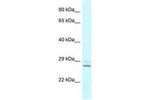 Image no. 1 for anti-Tubulin Polymerization Promoting Protein (Tppp) (N-Term) antibody (ABIN6747493) (Tppp 抗体  (N-Term))