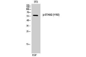 Western Blotting (WB) image for anti-Signal Transducing Adaptor Molecule (SH3 Domain and ITAM Motif) 2 (STAM2) (pTyr192) antibody (ABIN3179556) (STAM2 抗体  (pTyr192))