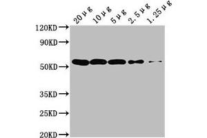 Western Blot Positive WB detected in: Hela whole cell lysate at 20 μg, 10 μg, 5 μg, 2. (TUBA1A 抗体)