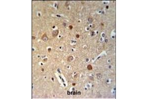 HSA Antibody (Center) (ABIN653722 and ABIN2843031) IHC analysis in formalin fixed and paraffin embedded brain tissue followed by peroxidase conjugation of the secondary antibody and DAB staining. (HSPA12A 抗体  (AA 398-427))