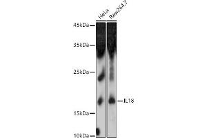 Western blot analysis of extracts of various cell lines, using IL18 antibody (ABIN3021464, ABIN3021465, ABIN3021466 and ABIN1513081) at 1:1000 dilution. (IL-18 抗体  (AA 37-193))