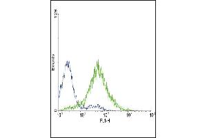 Flow cytometric analysis of CEM cells using EDNRA Antibody (Center) (green histogram) compared to a negative control cell (blue histogram). (Endothelin-1 Receptor 抗体  (AA 125-154))