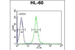 RGR Antibody (Center) (ABIN653851 and ABIN2843113) flow cytometric analysis of HL-60 cells (right histogram) compared to a negative control cell (left histogram). (RGR 抗体  (AA 265-291))
