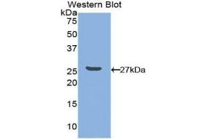 Western Blotting (WB) image for anti-Nectin cell adhesion molecule 3 (NECTIN3) (AA 171-377) antibody (ABIN1860378) (nectin-3 抗体  (AA 171-377))