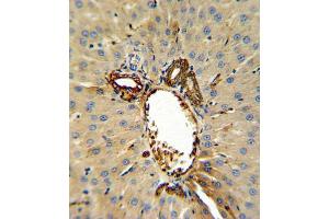 Immunohistochemistry (IHC) image for anti-Annexin A5 (ANXA5) (AA 262-291) antibody (ABIN3002694)