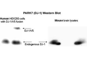 Image no. 1 for anti-Parkinson Protein 7 (PARK7) (AA 150-189), (C-Term) antibody (ABIN363457) (PARK7/DJ1 抗体  (C-Term))