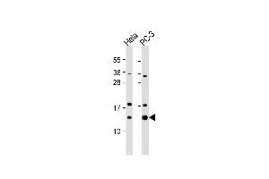 Western Blot at 1:1000 dilution Lane 1: Hela whole cell lysate Lane 2: PC-3 whole cell lysate Lysates/proteins at 20 ug per lane. (TCEB1 抗体  (C-Term))