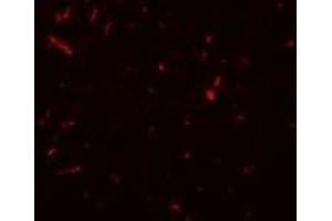 Immunofluorescence (IF) image for anti-Sirtuin 1 (SIRT1) (N-Term) antibody (ABIN1031567) (SIRT1 抗体  (N-Term))