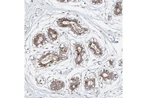 Immunohistochemical staining of human breast with LACE1 polyclonal antibody  shows distinct cytoplasmic positivity in glandular cells. (LACE1 抗体)