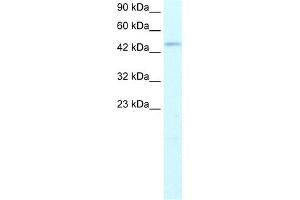 WB Suggested Anti-TFDP2 Antibody Titration:  1. (DP2 抗体  (N-Term))