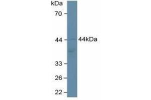 Detection antibody from the kit in WB with Positive Control:  Sample Human hela cells. (Adiponectin Receptor 2 ELISA 试剂盒)