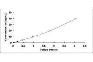 Biliverdin Reductase A (BLVRA) ELISA Kit