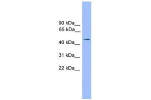 WB Suggested Anti-Foxj1 Antibody Titration: 0. (FOXJ1 抗体  (Middle Region))