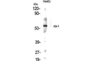 Western Blot (WB) analysis of specific cells using Abi-1 Polyclonal Antibody. (ABI1 抗体  (Internal Region))